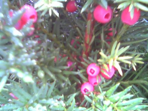 plant closeup - closeup of this plant