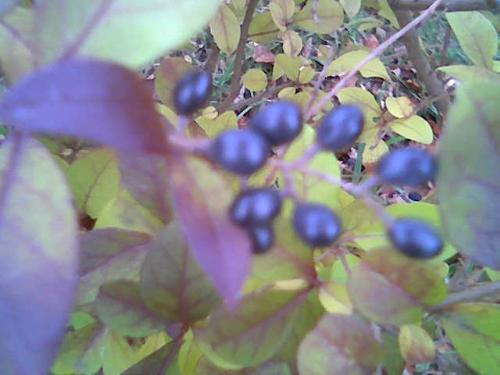 black berry - black berries in my yard, i m not sure if we can eat them