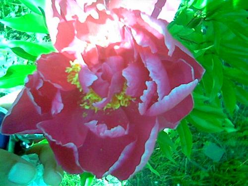flower - bloomed flower. in pink
