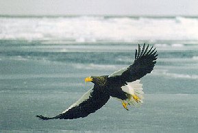 eagles - The eagle - Philippine National Bird