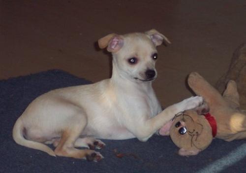 My name is Madison - Hi everyone, My name is Madison and I was born Dec 4 2005. I am full-blood chihuahua. I have a step-sister who is 7 years old. Her name is Buttons she is black and white. We play alot together. When I came to live with my new parents Buttons didn't like me at all. She snapped and grawled at me while she was eating her dinner. And it scared me so much I went crying all the to my new mommy with my tail between my legs.. But now I am taller then she is,so I can get back at her.. (sometimes)