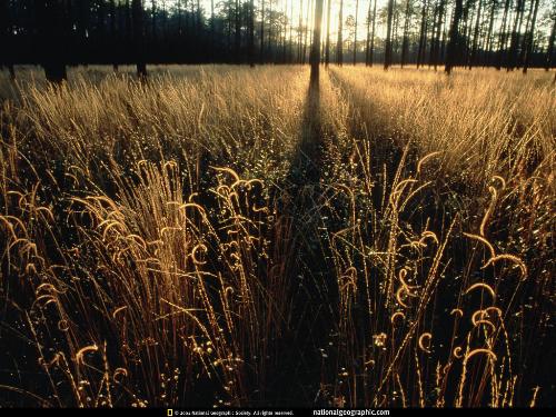 National geographic Wallpaper (Way to heaven) - National geographic Wallpaper (Way to heaven) through grasslands