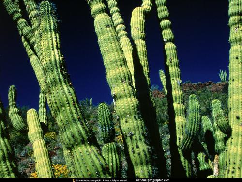 National geographic Wallpaper (Monster cactii) - National geographic Wallpaper (Monster cactii) in Desert