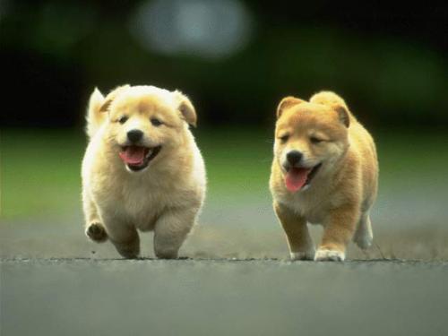dog - dogs
