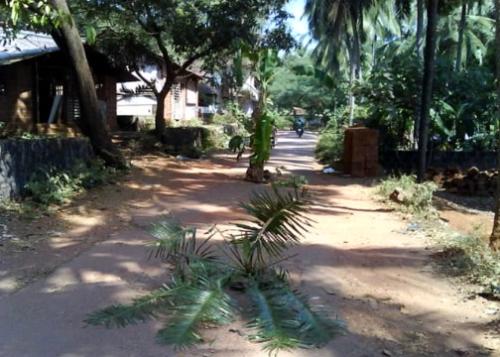 Forestation, in the middle of the road? - who said that kerala iss losing its forest areas... look at foresting trees even in the middle of the road