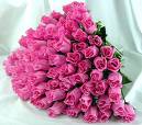 roses - roses