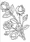 roses - roses