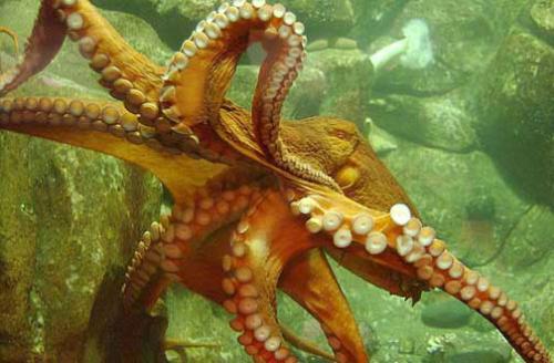 Octopus - found it online and it s wildlife