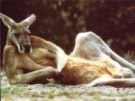 kangaroos - who will eat