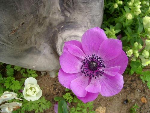 Flower1 - Here is a Flower from my garden.