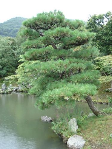 Japan - Picture shot in the beautiful region of Kansai in Japan !