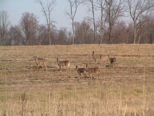 Deers - Indiana Fields