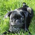 my dream pet...=) - pug