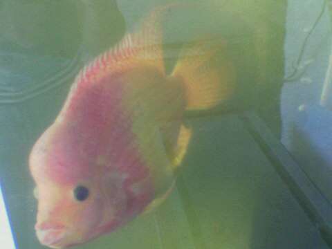 Golden FireFace Flowerhorn - My eight months Golden FireFace Flowerhorn with had increase head growth and red coloring.