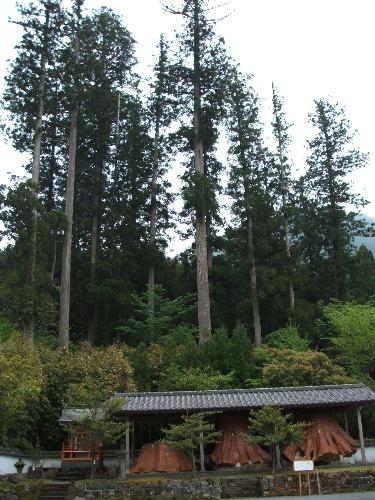 japan - pine trees along the mountain foot