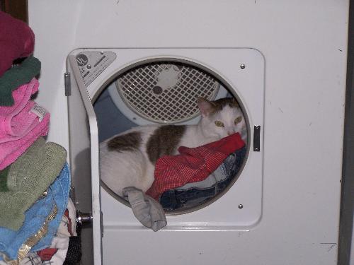 Cat in dryer - Our cat in the dryer after drying clothes.