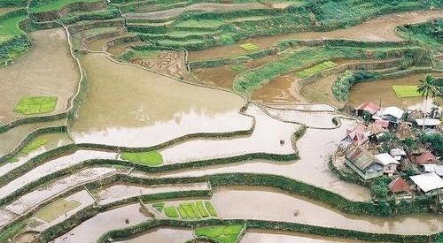 banawe rice terraces - This is the Banawe Rice Terraces built by the ifugaos. As you can see its all like a stairs, they plant crops in here.  Some already build their house in the nearby crop areas. This place is very cold because its in the mountain province.