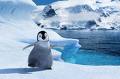 What's your favourite animated movie? - HAppy feet