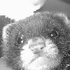 Bilbo - A favorite photo of one of my ferrets