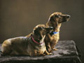 Dachshunds (Wiener dogs) - Well behaved