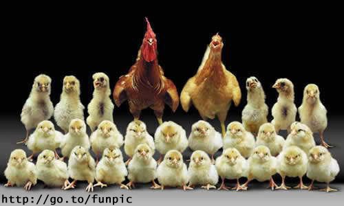 sabz sitra advetisement - that company failed to stop the population of pakistan so dat tri to exp on that hen's family Wazarti behbode adadi Hakoomte Pk.. C M : Ad M d :ADa