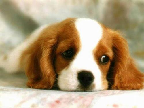 Puppy! - OMG! It's a cute little puppy dog!