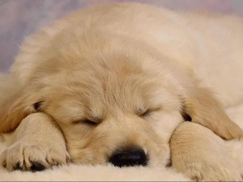 sleeping puppy - I found this from pc-wallpapers.co.uk and absolutely loved it! Yeah im a guy and im not gay, but i sure as heck love baby animals, and this is a very cute one!
