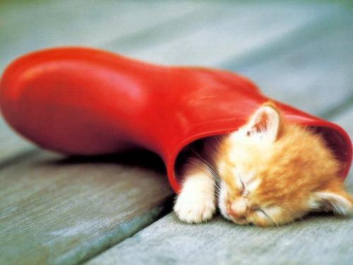 kittin sleeping in a boot - Awe how cute :) I love kittens although i don't like they're shedding :) But this cat is cuter then .. something i can't think of! found at http://www.pc-wallpapers.co.uk