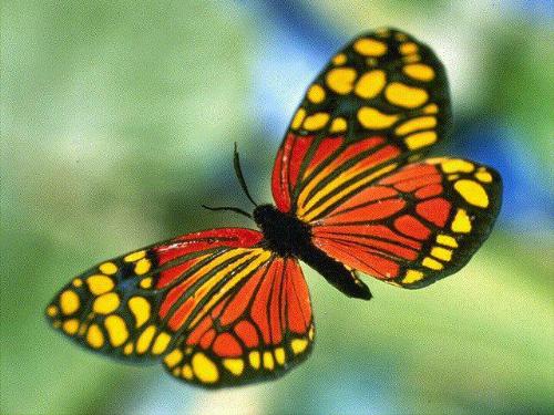 butterfly - friendsbutterfly