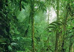 amazon rain forest - this is the famous amazon rain forest