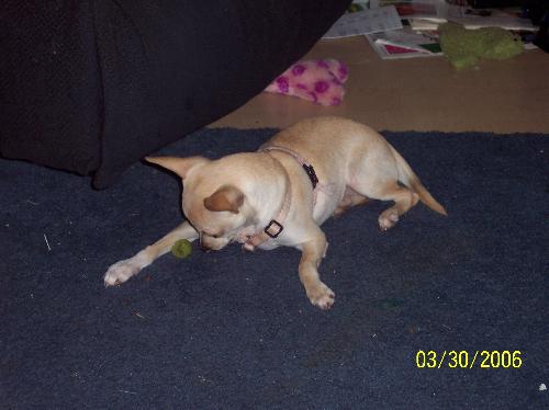 Playing - This is the first time Madison had a grape. She didn't know what to do with it.. To her it was a little ball until she started to chew it...