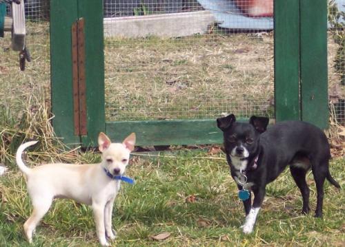 Madison and Buttons - This is Princess Madison and Queen Buttons..