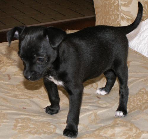 Bella 6  weeks - Bella is starting to play and run with her brother shadow.