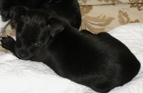 Bella 6 weeks - Bella at 6 weeks old she has learned her name.