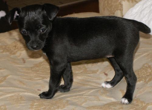 Bella 6 weeks - Bella is starting to look like a chihuahua rather than just a puppy.