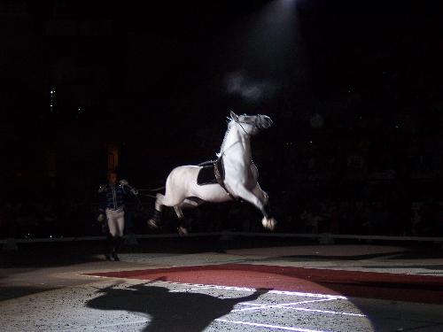 Lipp. Stallion  - Lipp Stallion Show