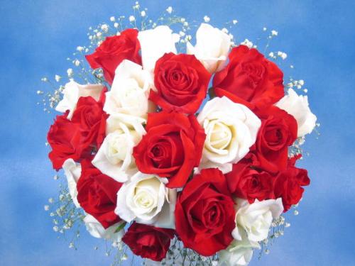white & red roses - roses