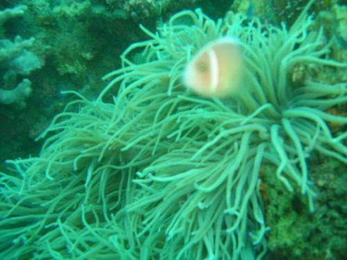 anemone fish - looks like ghost anemone fish hahahah!