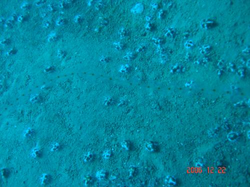 bed of heart urchins - heart urchins in the sandy bottom and i dunno whats that thing with red dots its transparent and is just drifting on the current