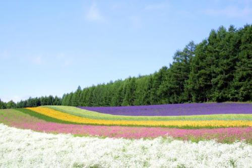 Flower Fields - Flowe Fields