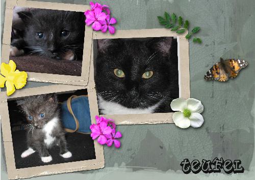 Teufel - Thats my cat teufel
