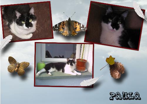 Paula - Thats my cat paula