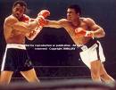 knock out - fsting like a bee