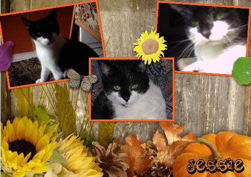 Jessie - That`s my cat Jessie