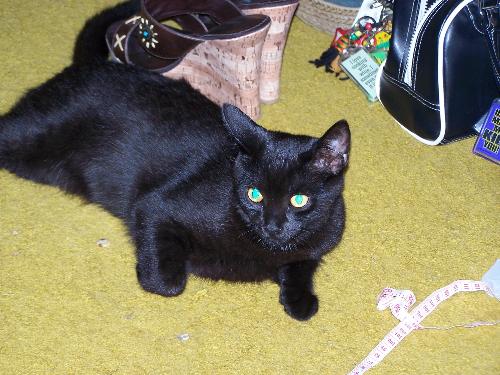 my youngest kitty - Ostara aka 'baaaaaby' she's a psycho