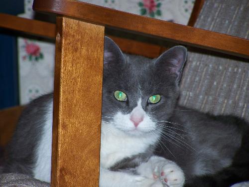 Bob - my 'teenage' cat