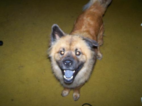 Reggie - he loves the camera..