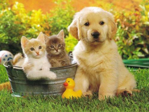 dogs and cats - Friendship between dog and cats.