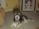 Zorro - The reason I started Rescuing Siberian Huskies.