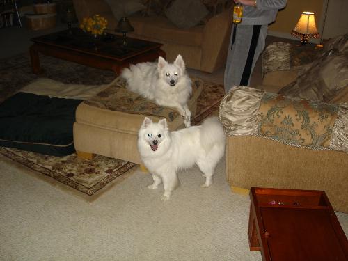 Eskimos - Here is my own eskimo and a rescue Eskimo that my friend adopted.